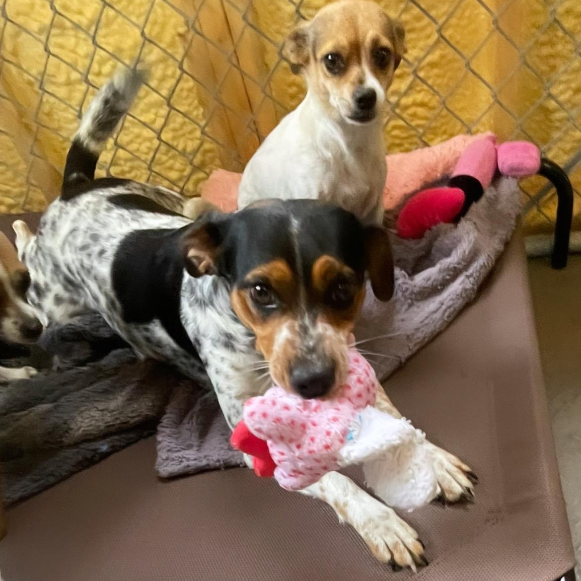 Enlarge Ruby, an adoptable mixed breed in Inez, TX image 5/6