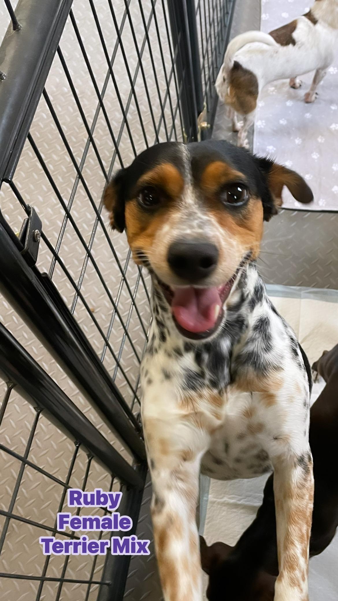 Enlarge Ruby, an adoptable mixed breed in Inez, TX image 2/6