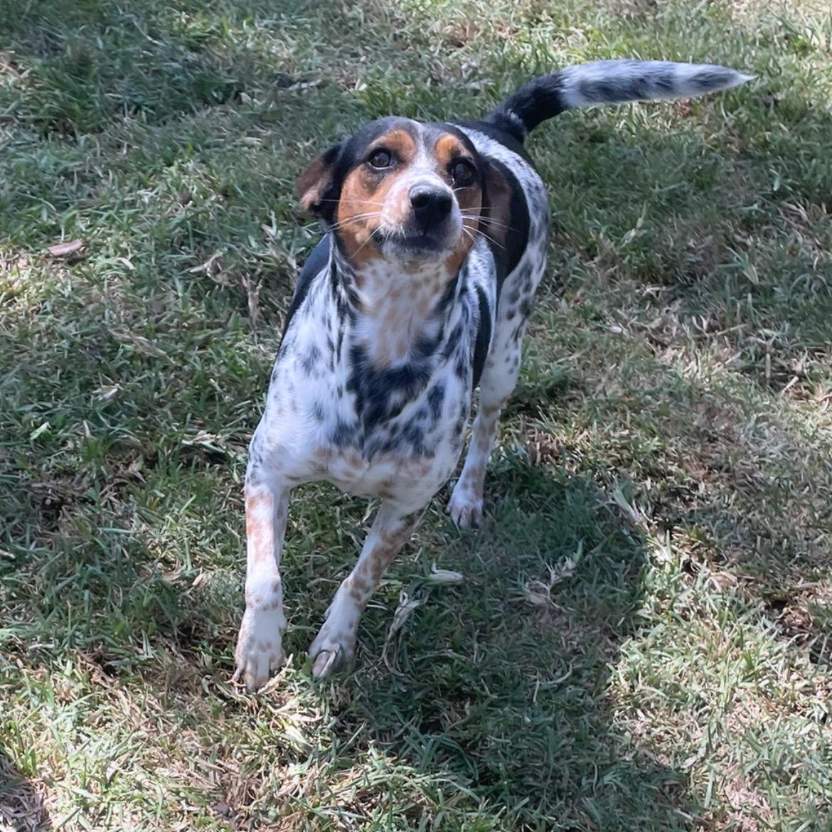 Enlarge Ruby, an adoptable mixed breed in Inez, TX image 6/6