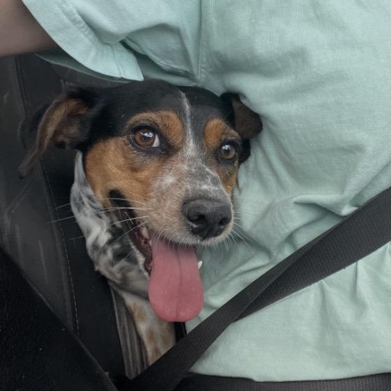 Enlarge Ruby, an adoptable mixed breed in Inez, TX image 4/6