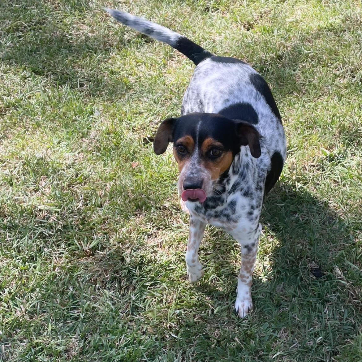 Ruby, adoptable, Adult Female Terrier.