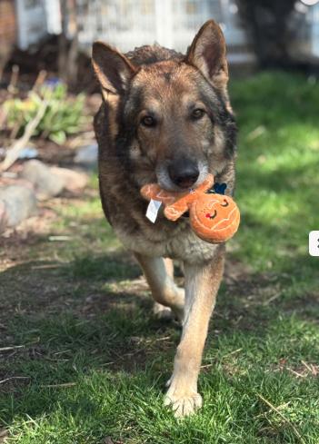 Enlarge Barrett, a Adoptable German Shepherd Dog in Plainfield, IL image 1/4