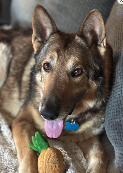 Enlarge Barrett, a Adoptable German Shepherd Dog in Plainfield, IL image 2/4
