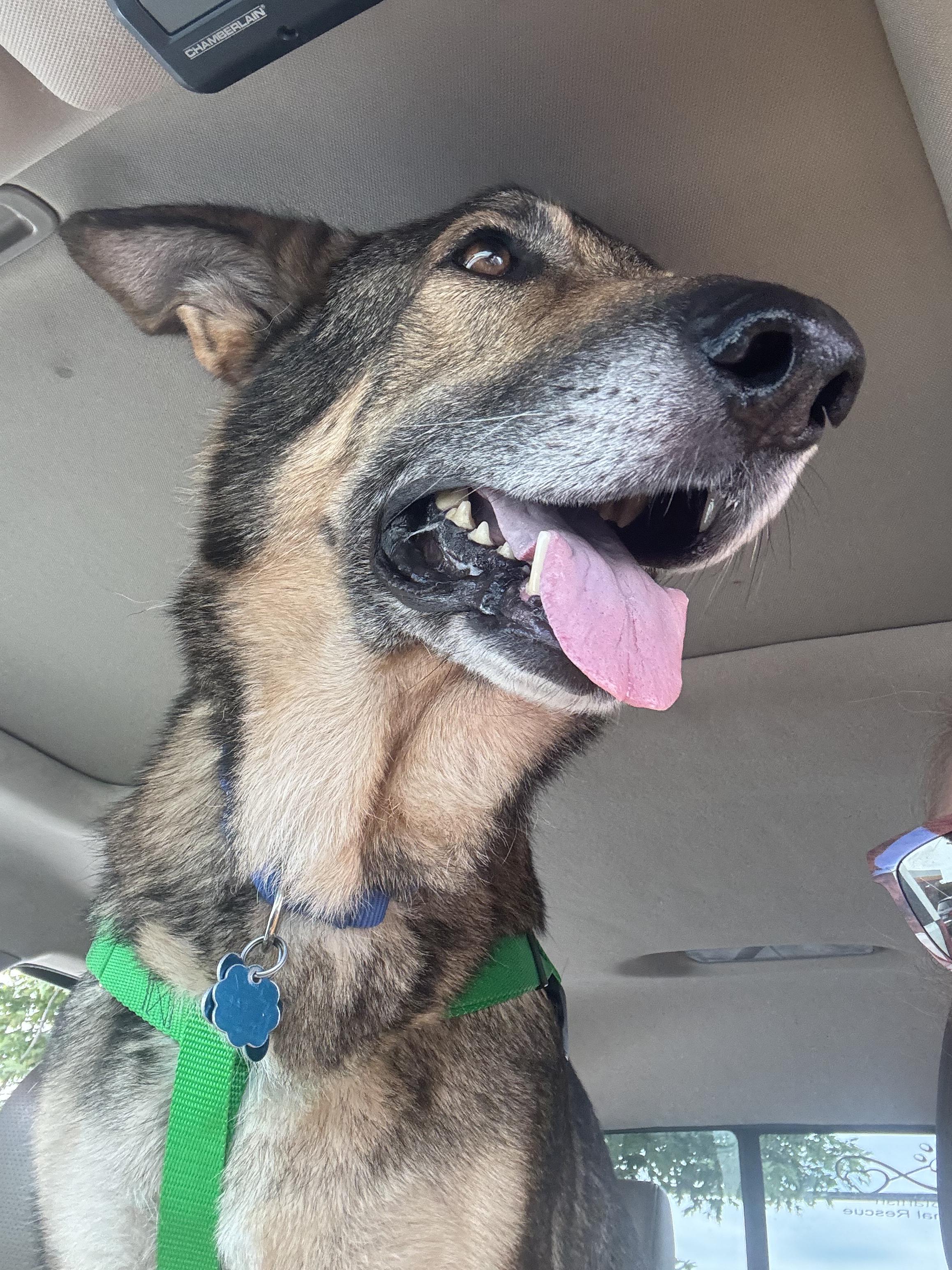 Enlarge Barrett, a Adoptable German Shepherd Dog in Plainfield, IL image 3/4