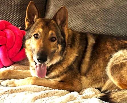 Barrett, Adoptable, Adult Male German Shepherd Dog.