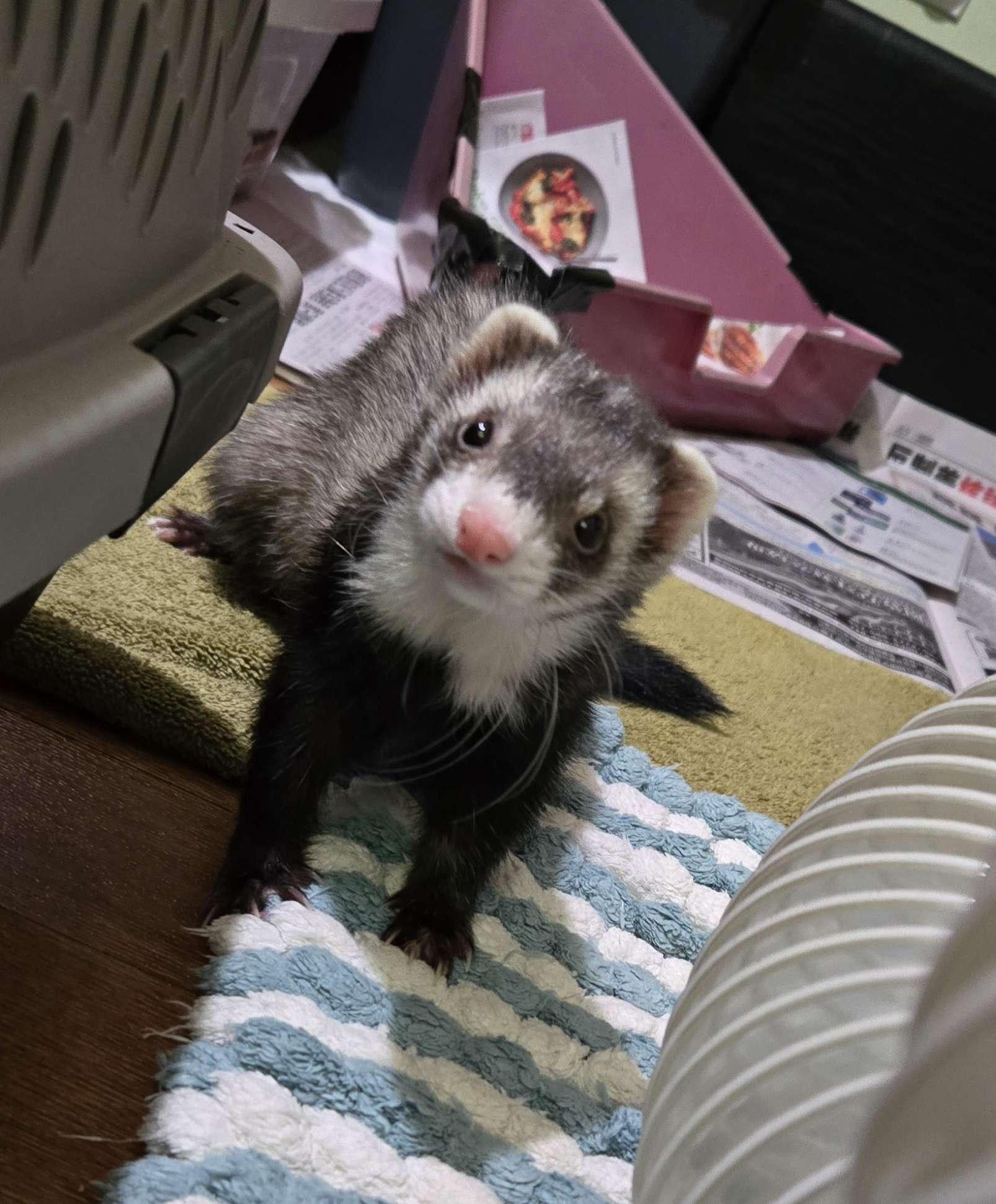Enlarge Roux, a ADOPTABLE Ferret in Acworth, GA image 1/3
