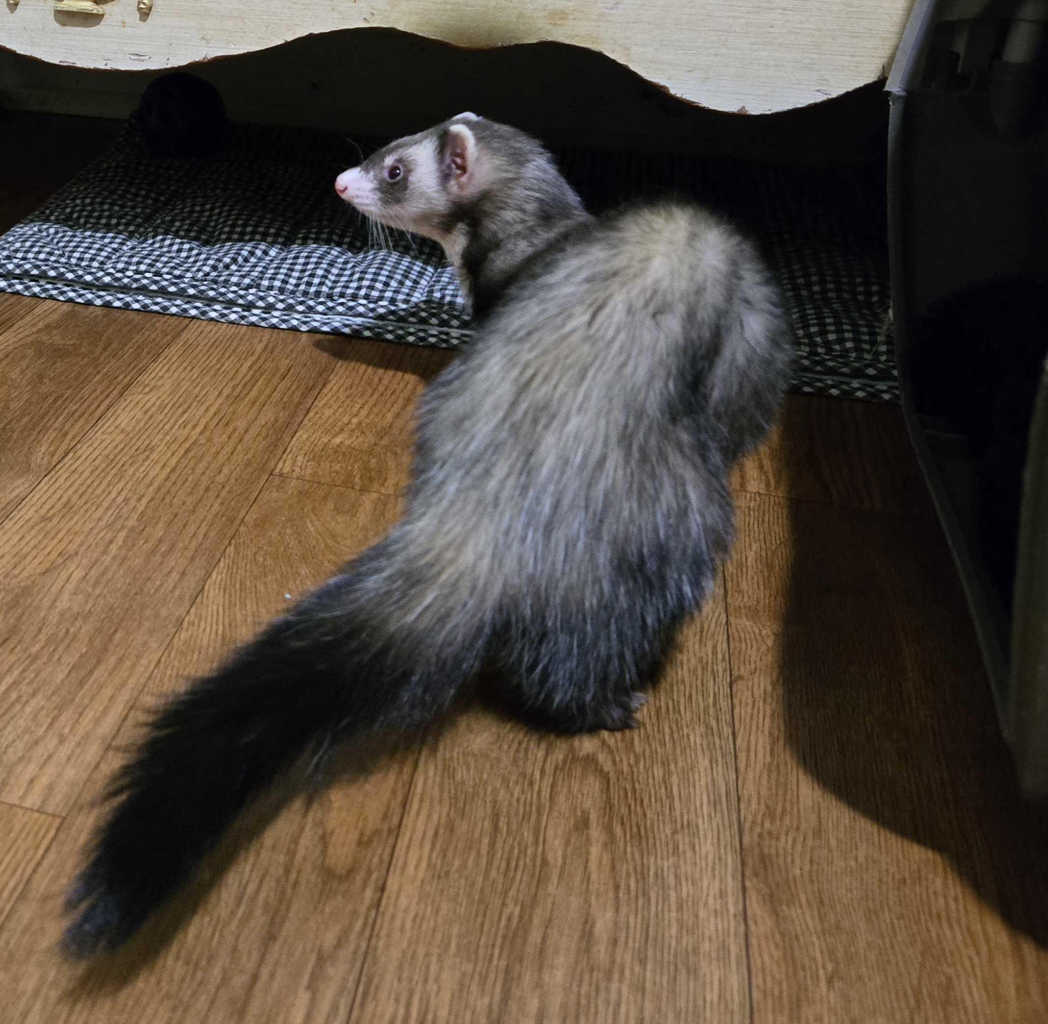 Enlarge Roux, a ADOPTABLE Ferret in Acworth, GA image 2/3