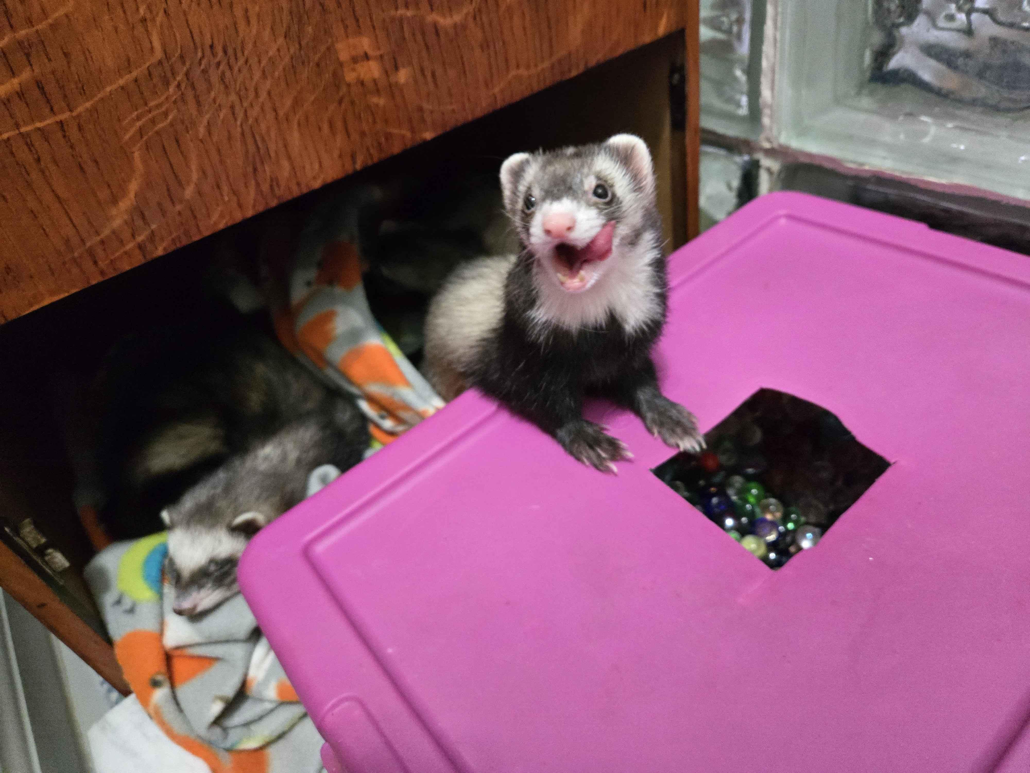 Enlarge Roux, a ADOPTABLE Ferret in Acworth, GA image 3/3