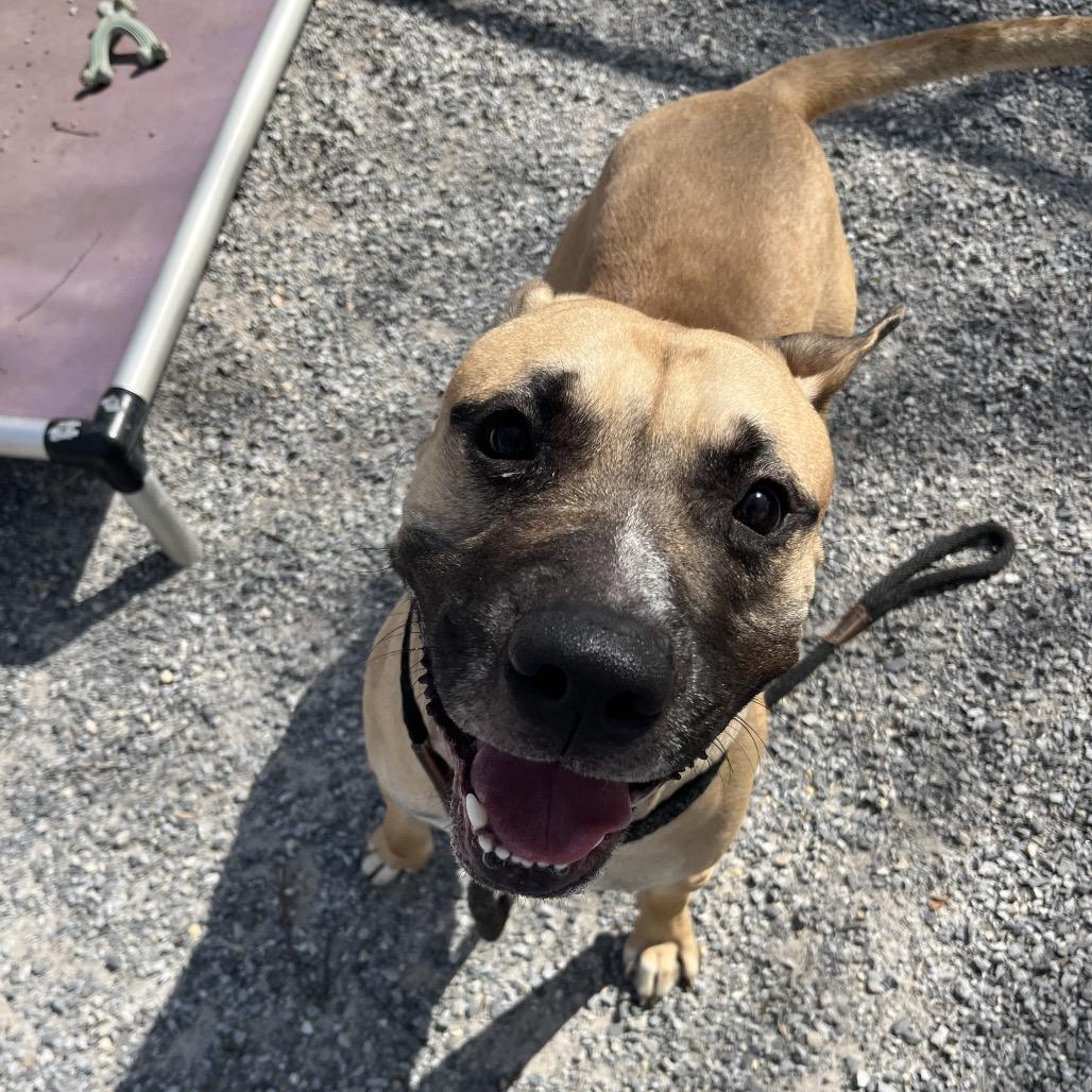Sir, Adoptable, Adult Male Mixed Breed & Mastiff.