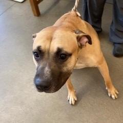 Sir, a Adoptable mixed breed in York, PA image 2/6