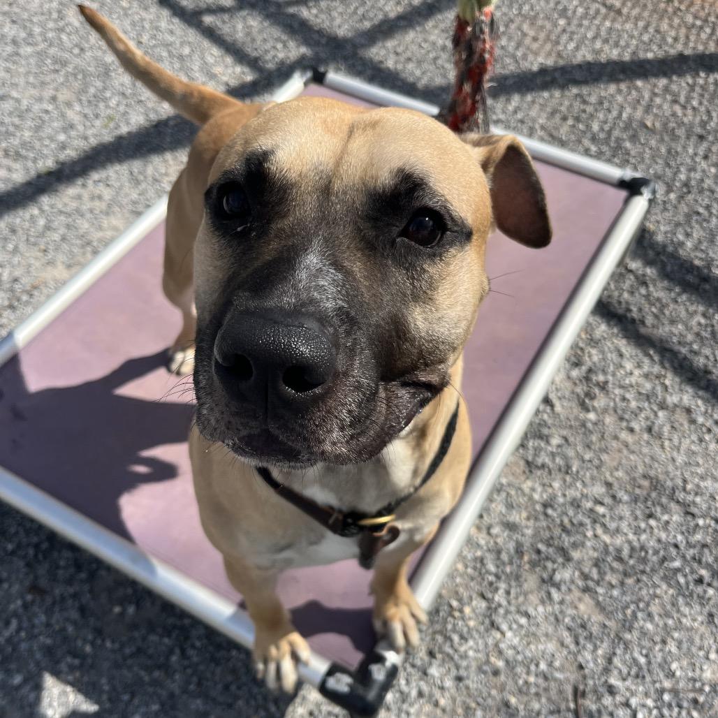 Sir, a Adoptable mixed breed in York, PA image 3/6
