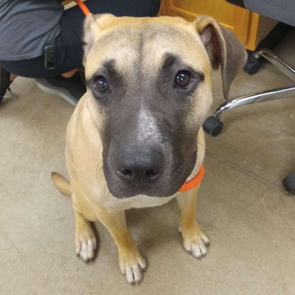 Sir, a Adoptable mixed breed in York, PA image 4/6