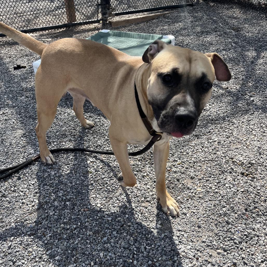 Sir, a Adoptable mixed breed in York, PA image 5/6