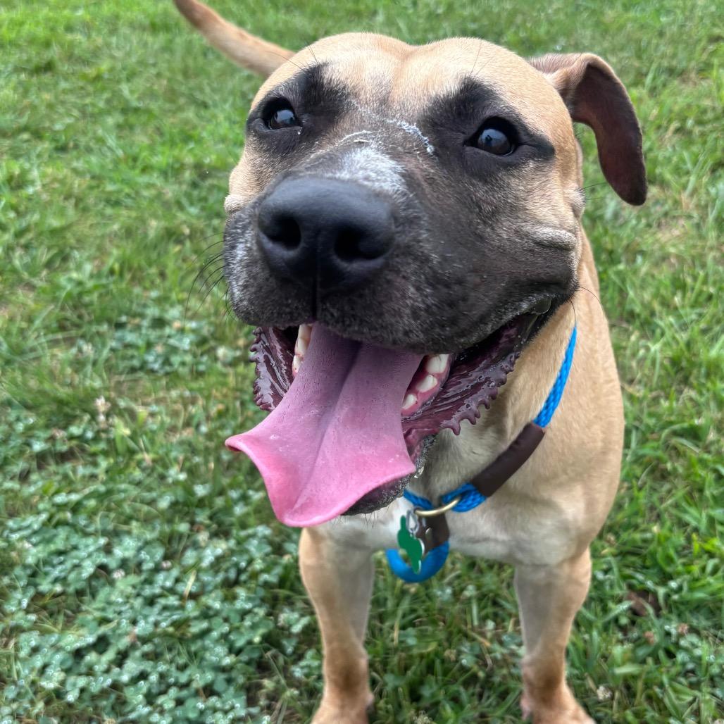 Sir, a Adoptable mixed breed in York, PA image 6/6