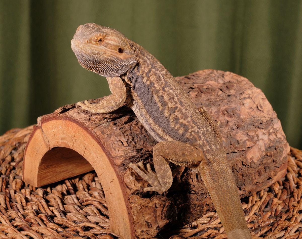 Sandpaper - Bearded Dragon, Adoptable, Young Male Bearded Dragon.