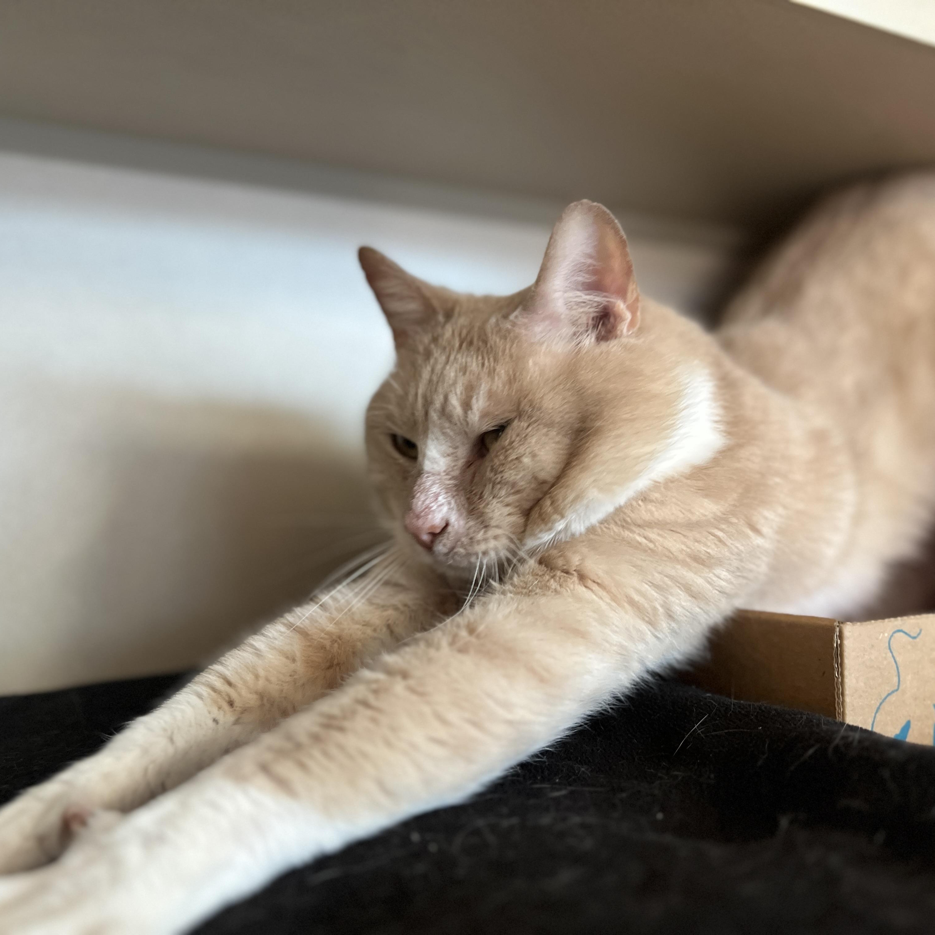 Enlarge Satchel, a ADOPTABLE Domestic Short Hair in Eatontown, NJ image 4/6