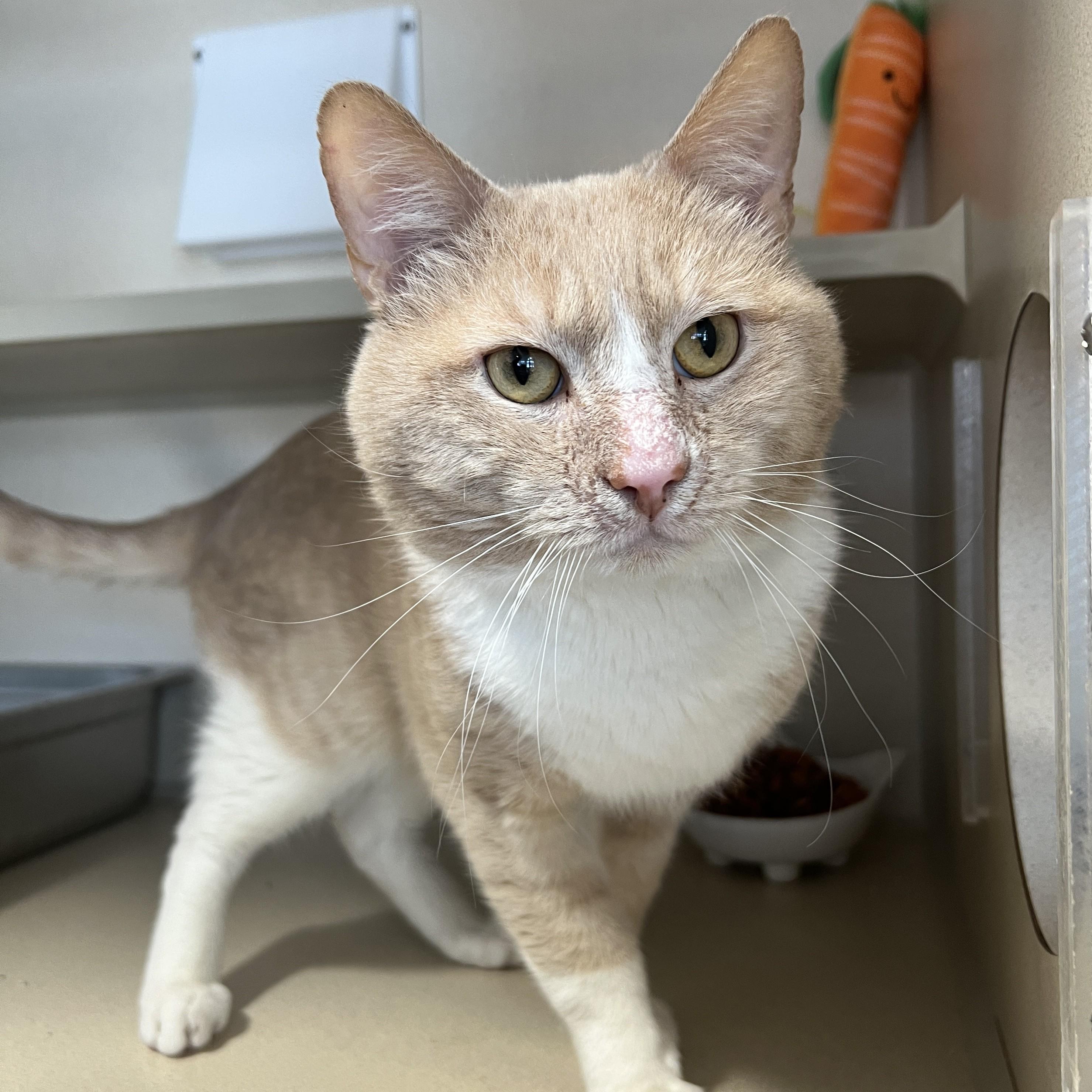 Satchel, ADOPTABLE, Adult Male Domestic Short Hair.