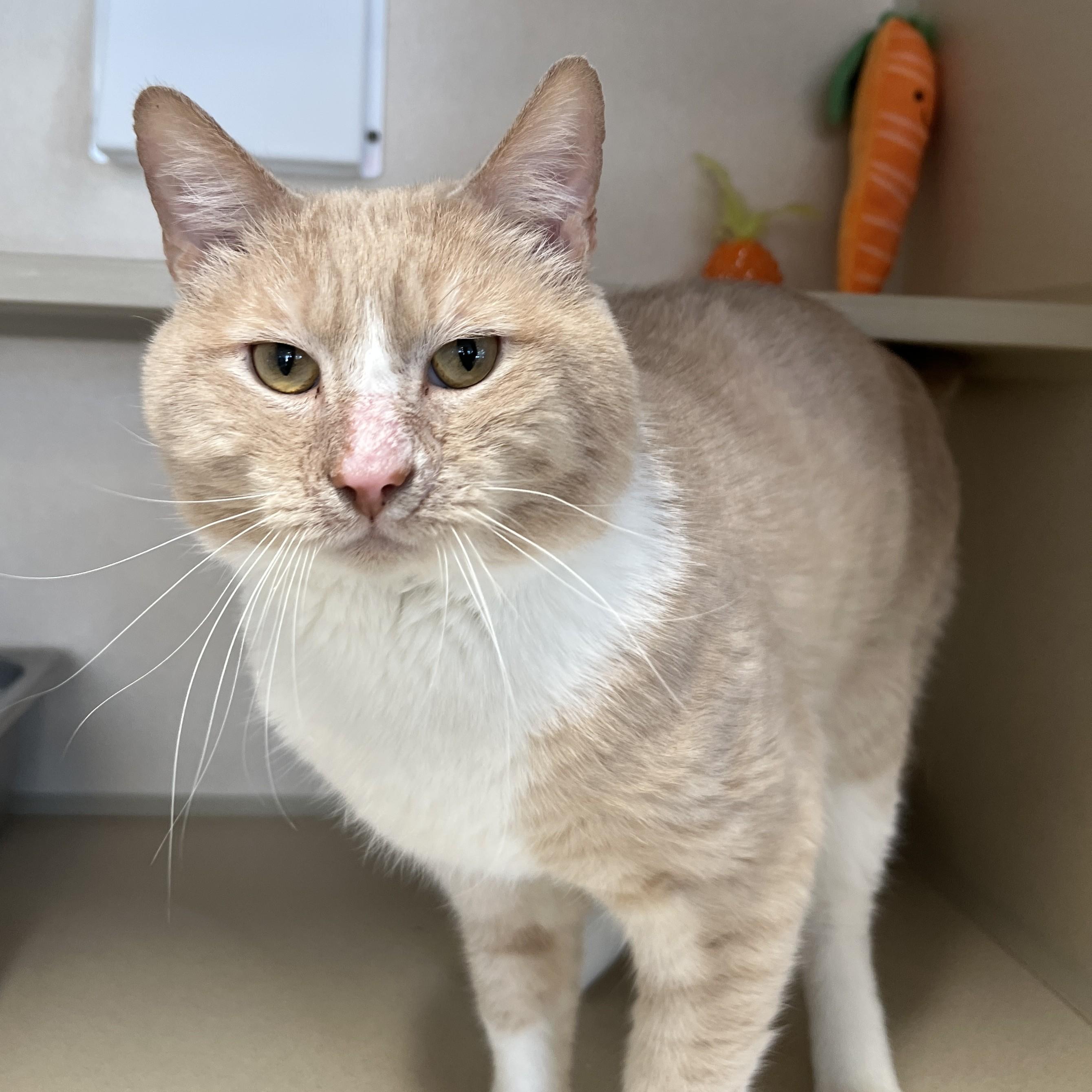 Enlarge Satchel, a ADOPTABLE Domestic Short Hair in Eatontown, NJ image 5/6