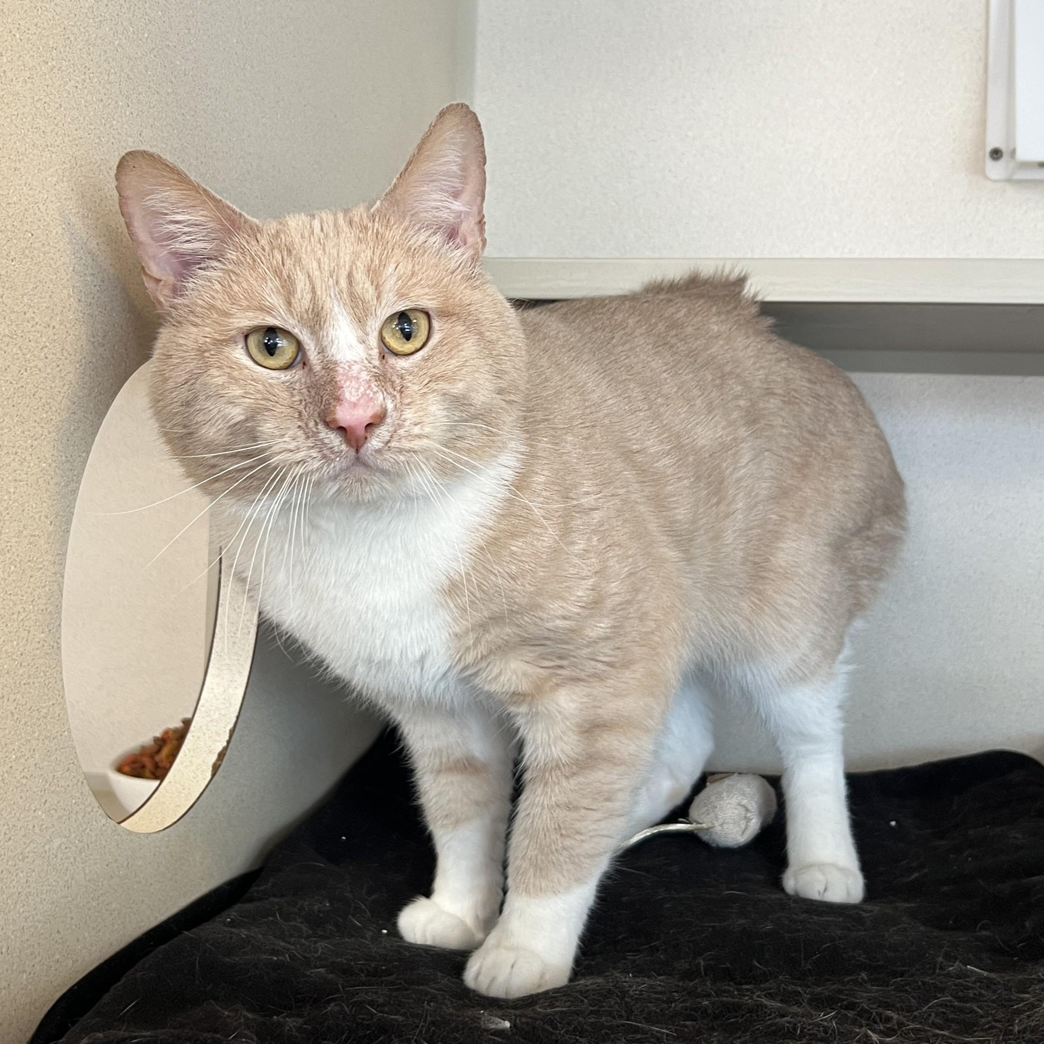 Enlarge Satchel, a ADOPTABLE Domestic Short Hair in Eatontown, NJ image 6/6
