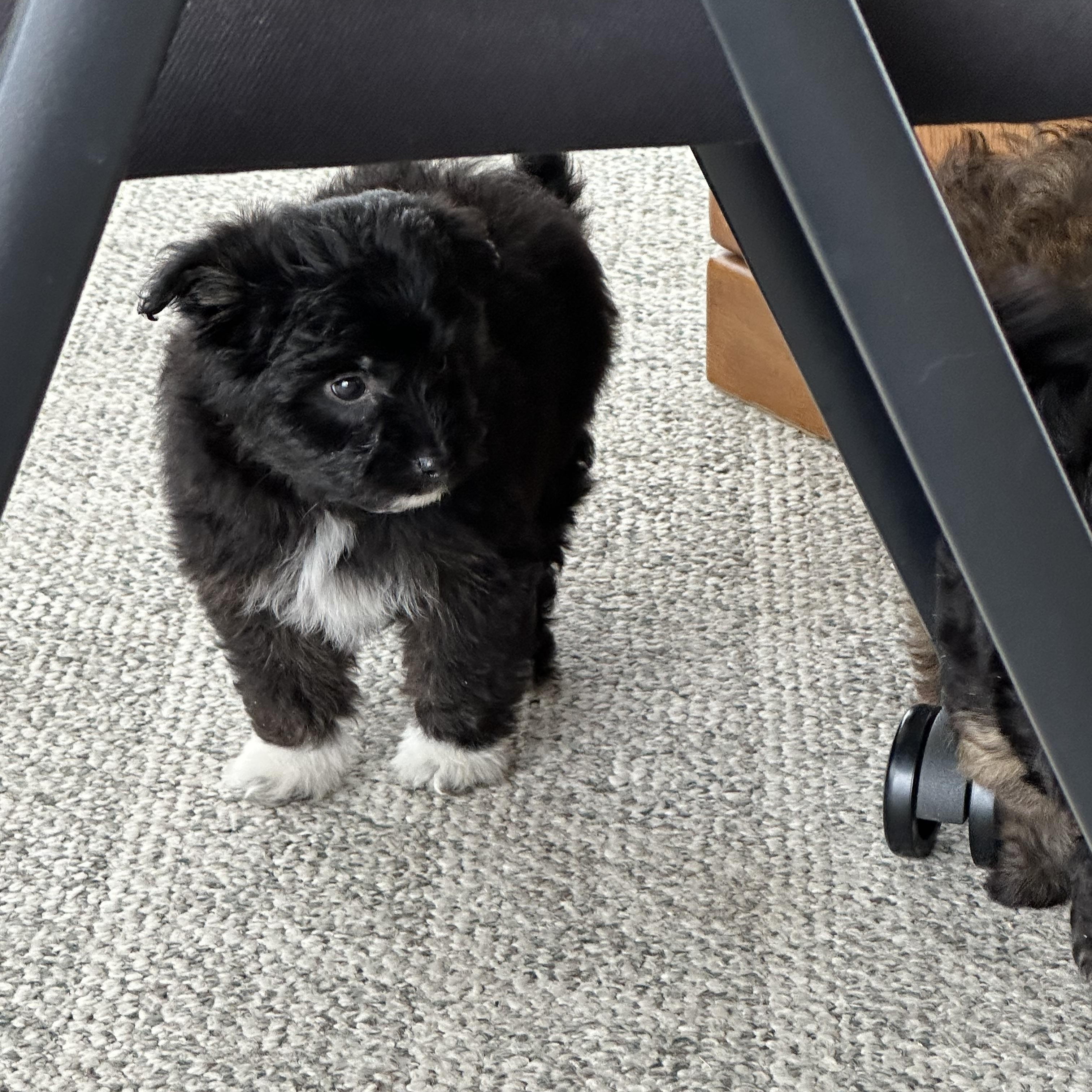 Skyler, ADOPTABLE, Puppy Female Miniature Poodle & Australian Shepherd.