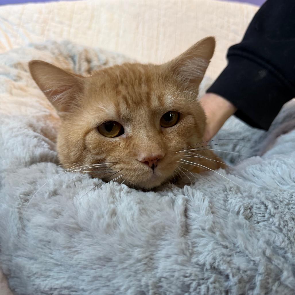Ant, a Adoptable Domestic Short Hair in Mankato, MN image 4/6