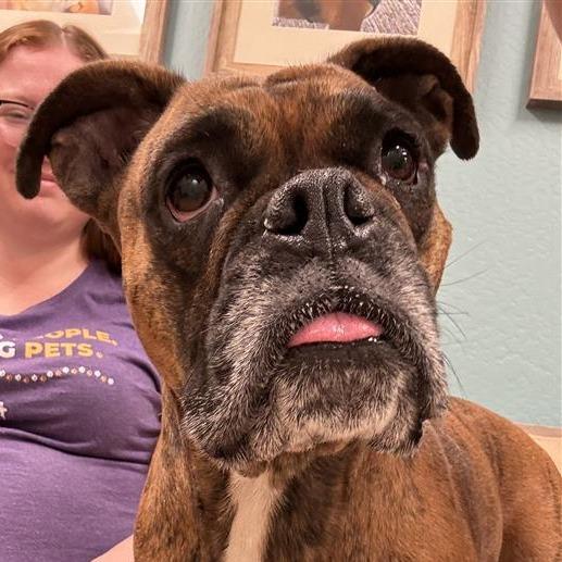 Tink, a Adoptable mixed breed in Tempe, AZ image 1/6
