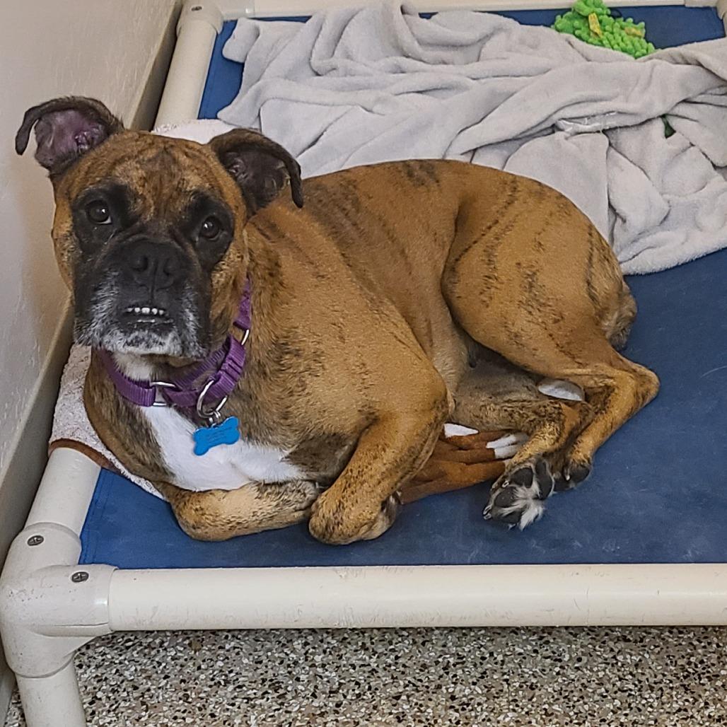 Tink, a Adoptable mixed breed in Tempe, AZ image 2/6