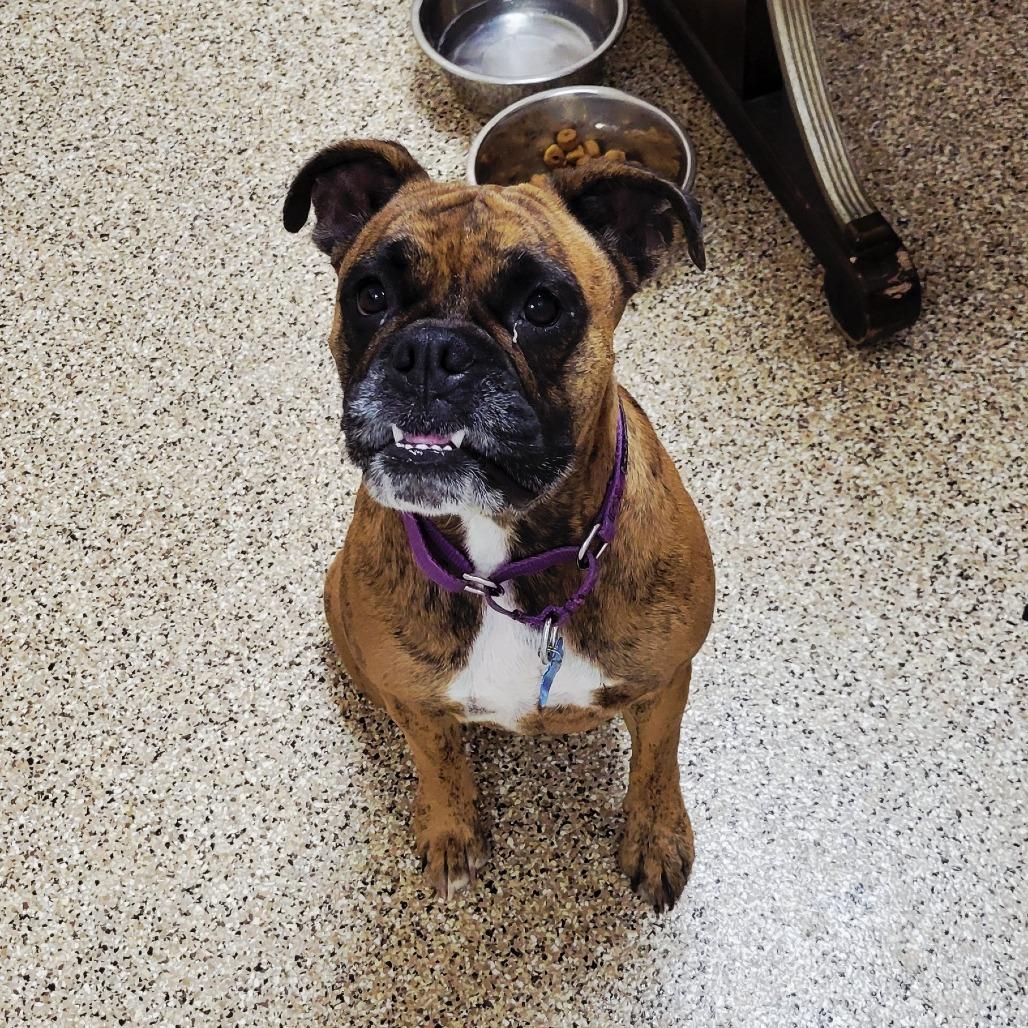 Tink, a Adoptable mixed breed in Tempe, AZ image 3/6