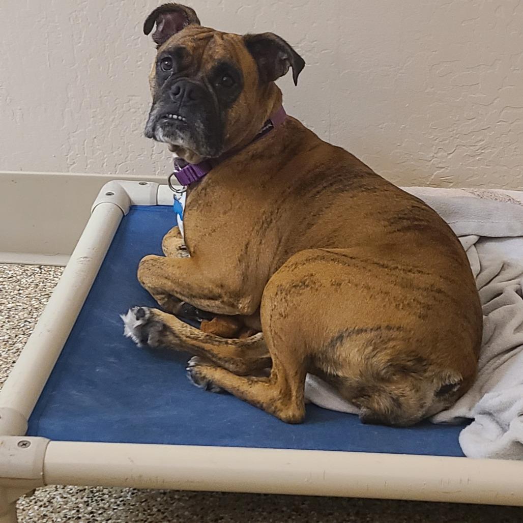 Tink, a Adoptable mixed breed in Tempe, AZ image 4/6