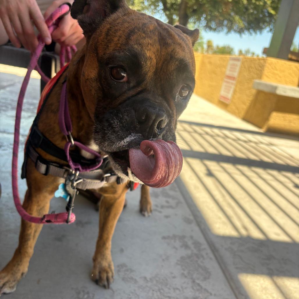 Tink, a Adoptable mixed breed in Tempe, AZ image 5/6