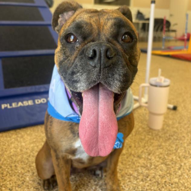 Tink, a Adoptable mixed breed in Tempe, AZ image 6/6