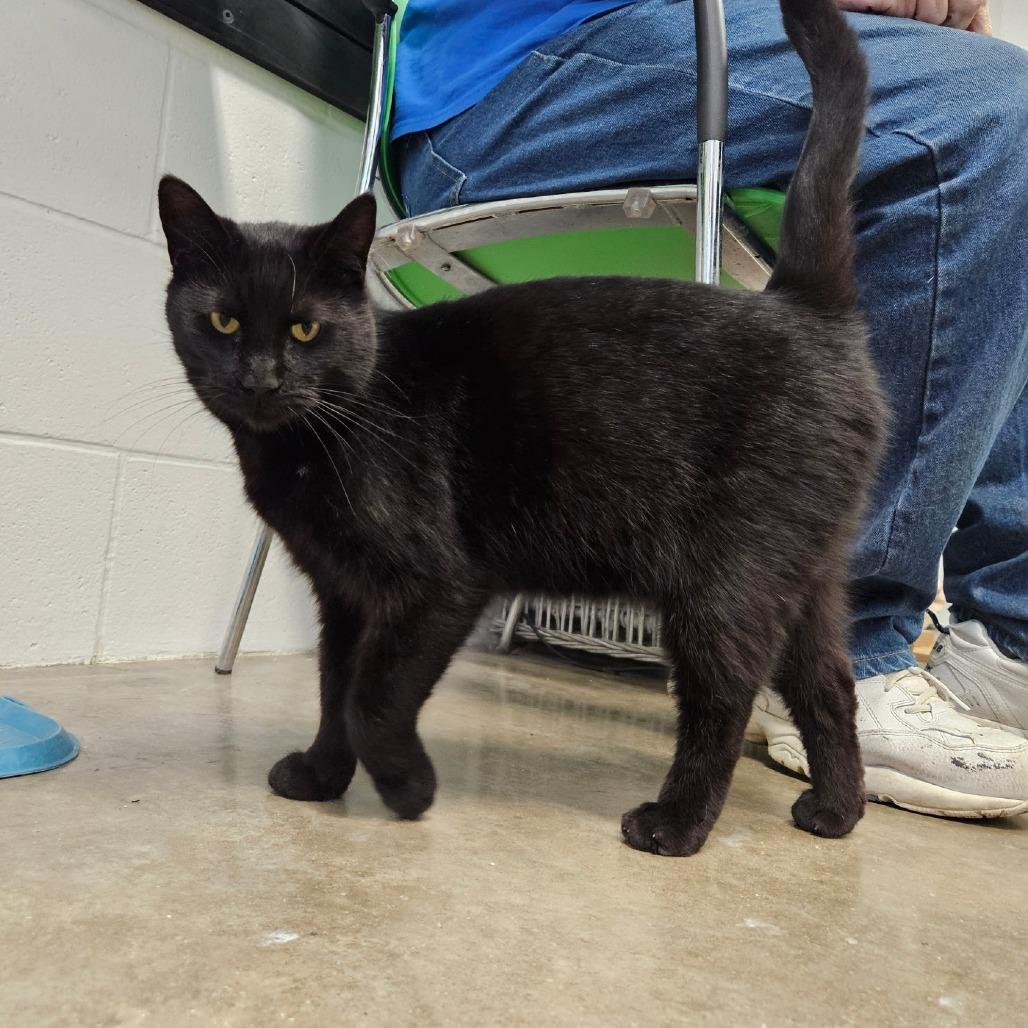 Enlarge Bruno, a Adoptable Domestic Short Hair in Jasper, IN image 1/1