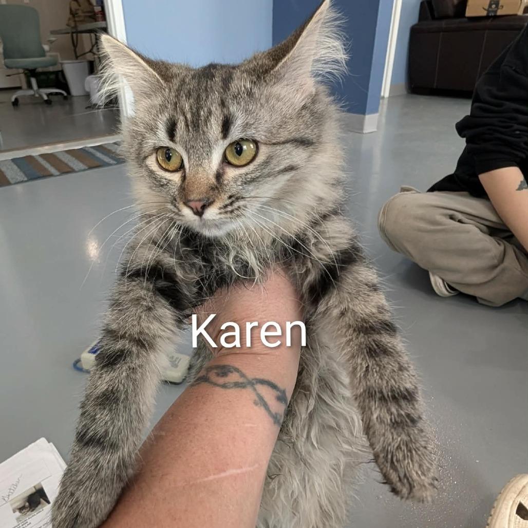 Enlarge Karen, a Adoptable Domestic Long Hair in CHANUTE, KS image 1/1