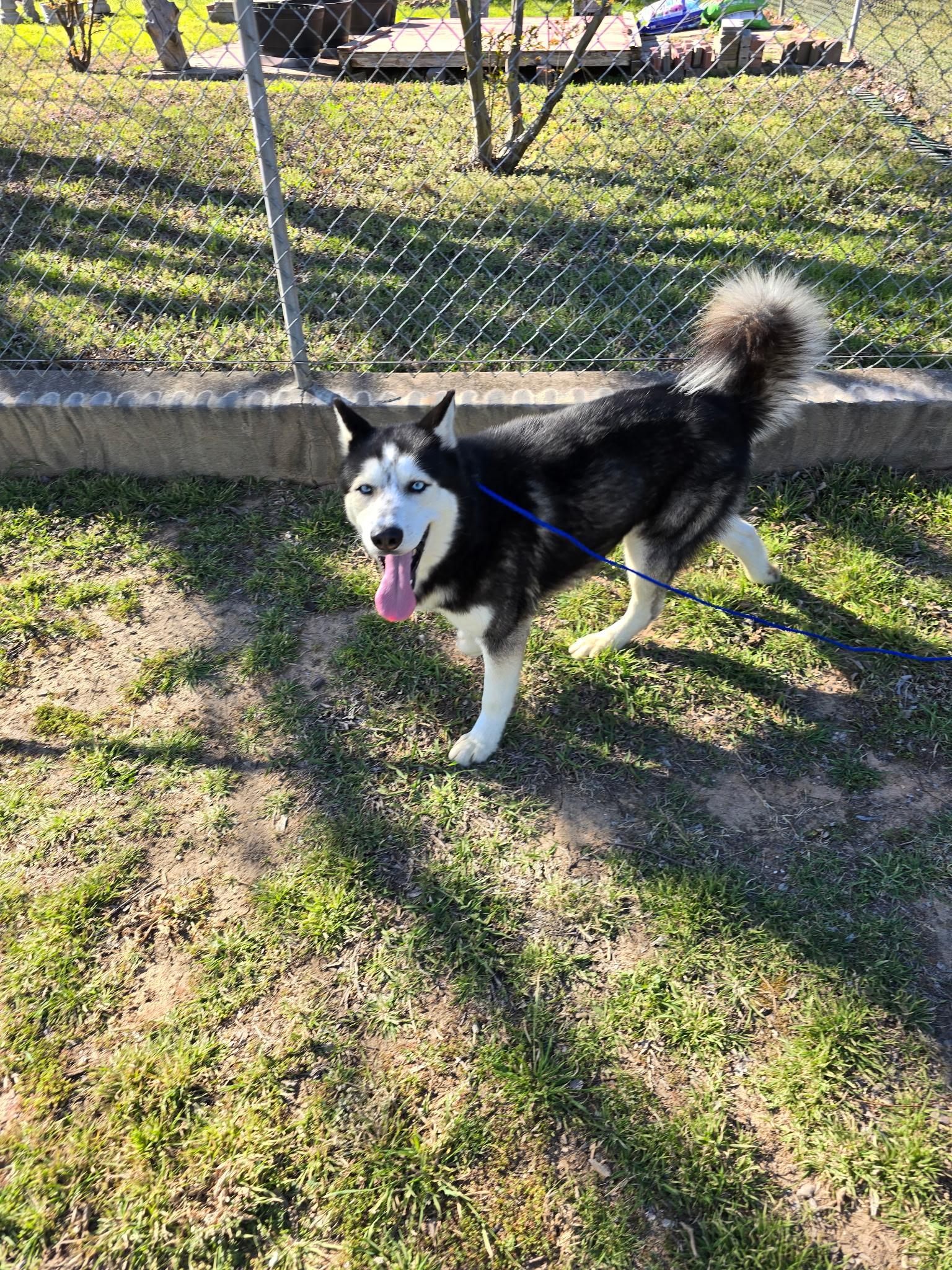 Milo, a Adoptable mixed breed in Union, KY image 2/5