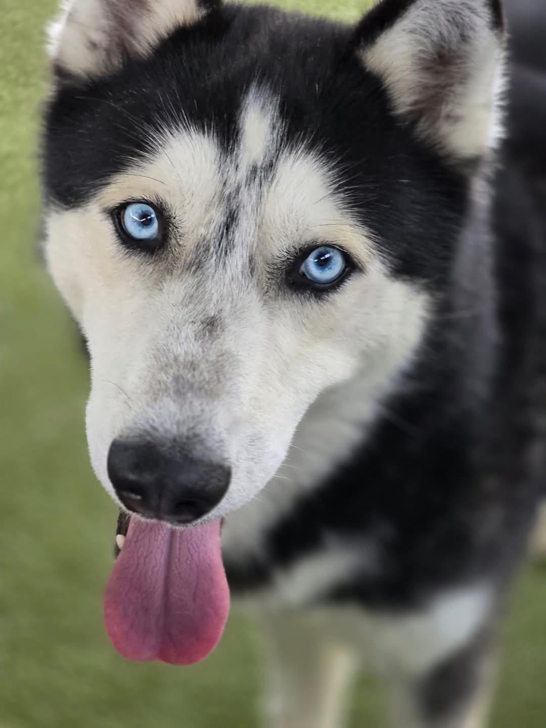 Milo, a Adoptable mixed breed in Union, KY image 4/5