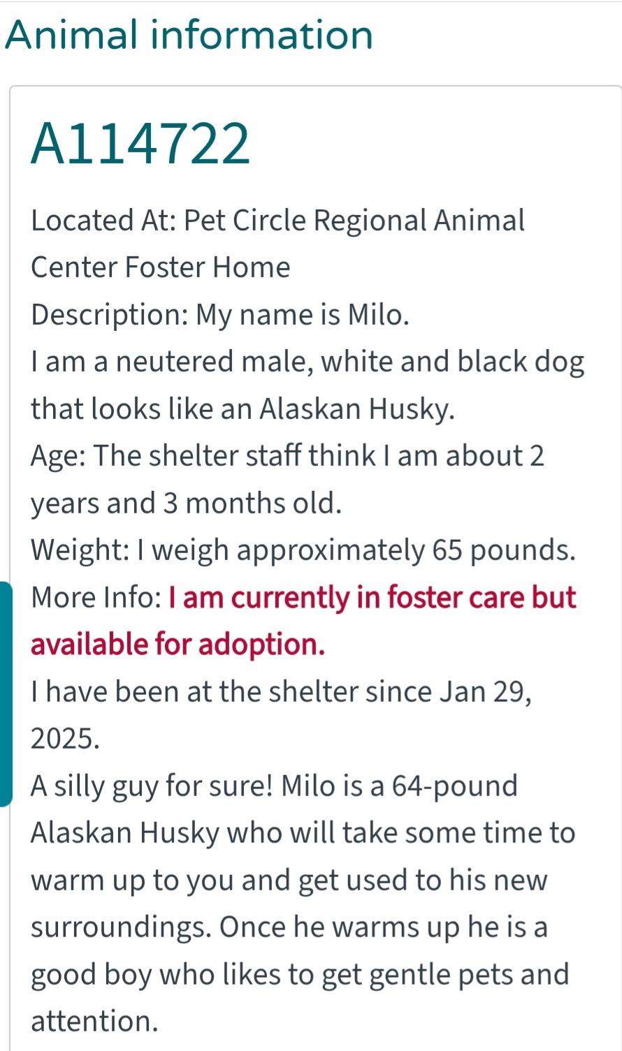Milo, a Adoptable mixed breed in Union, KY image 5/5