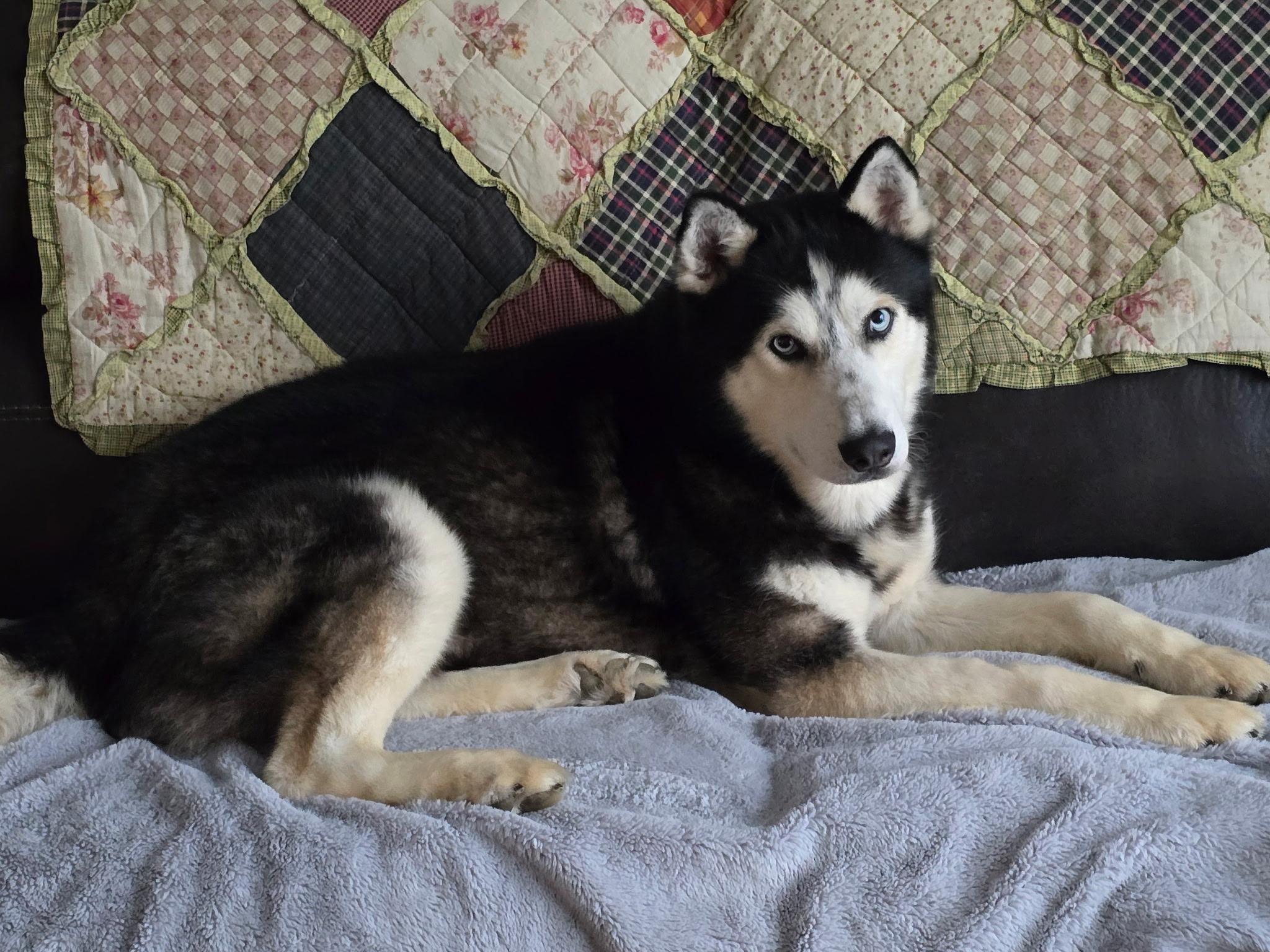 Milo, a Adoptable mixed breed in Union, KY image 3/5