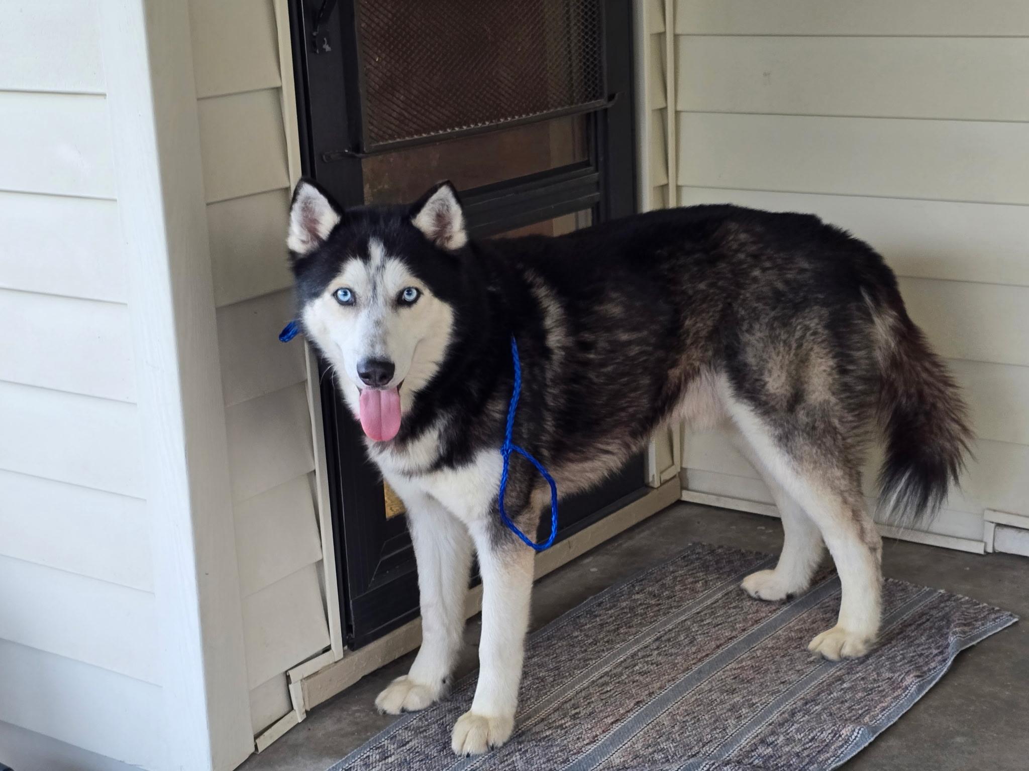 Milo, a Adoptable mixed breed in Union, KY image 1/5