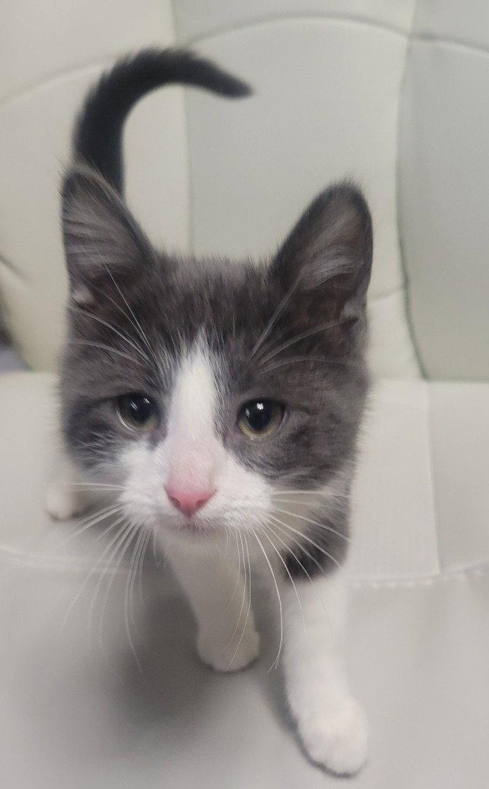 Enlarge Theodore, a Adopted Domestic Short Hair in Shawnee, KS image 2/3