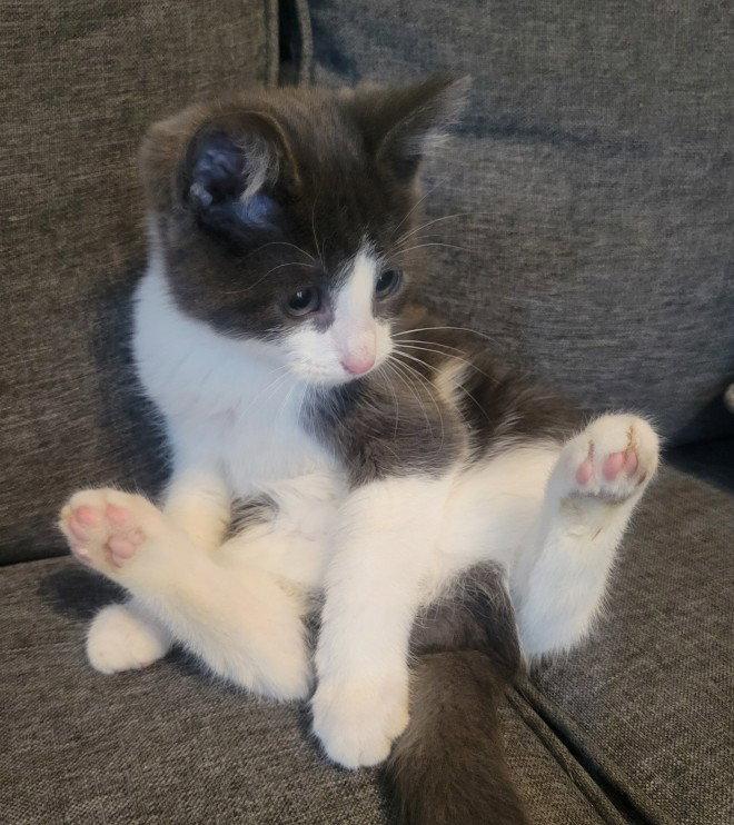 Enlarge Theodore, a Adopted Domestic Short Hair in Shawnee, KS image 3/3