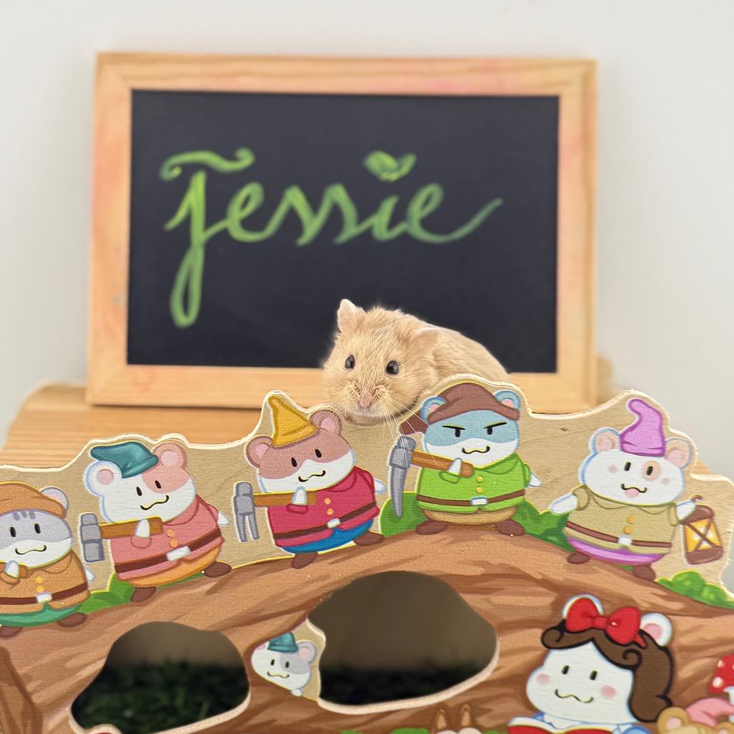 Enlarge Jessie, a Adoptable Dwarf Hamster in Camarillo, CA image 1/1