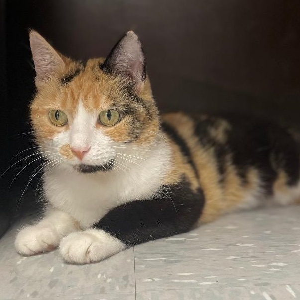 Ryan Ashley Malarkey, ADOPTABLE, Adult Female Calico.