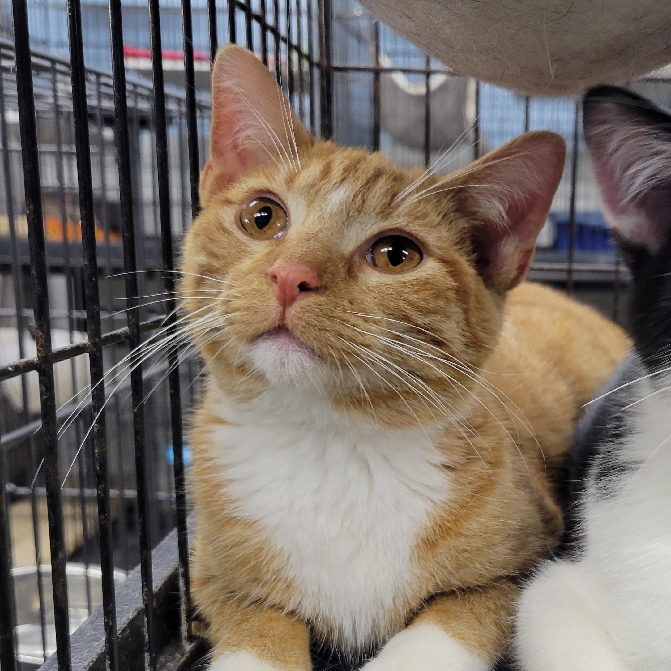 Sammy, Adoptable, Young Male Domestic Medium Hair.