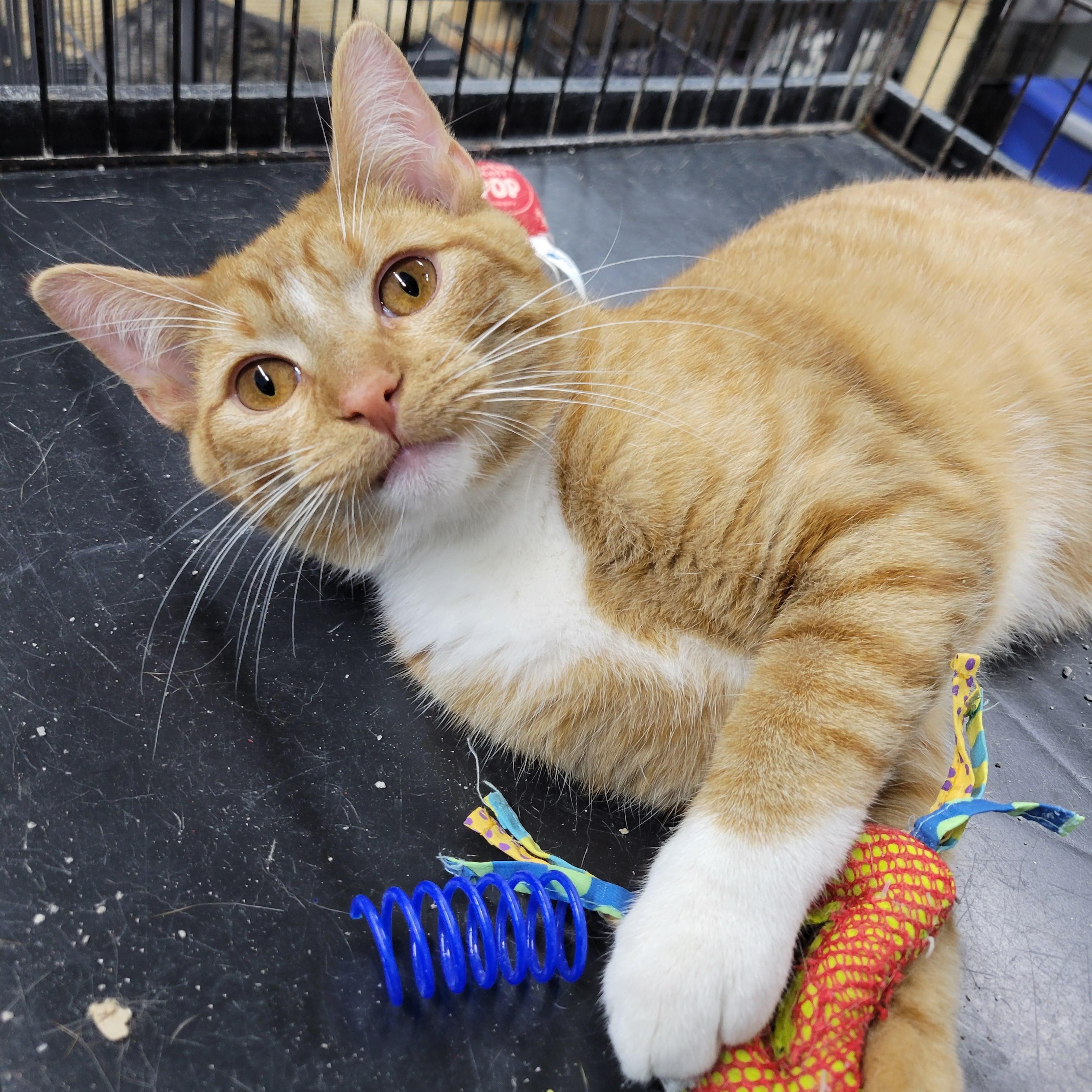 Sammy, a Adoptable Domestic Medium Hair in Clarinda, IA image 3/6