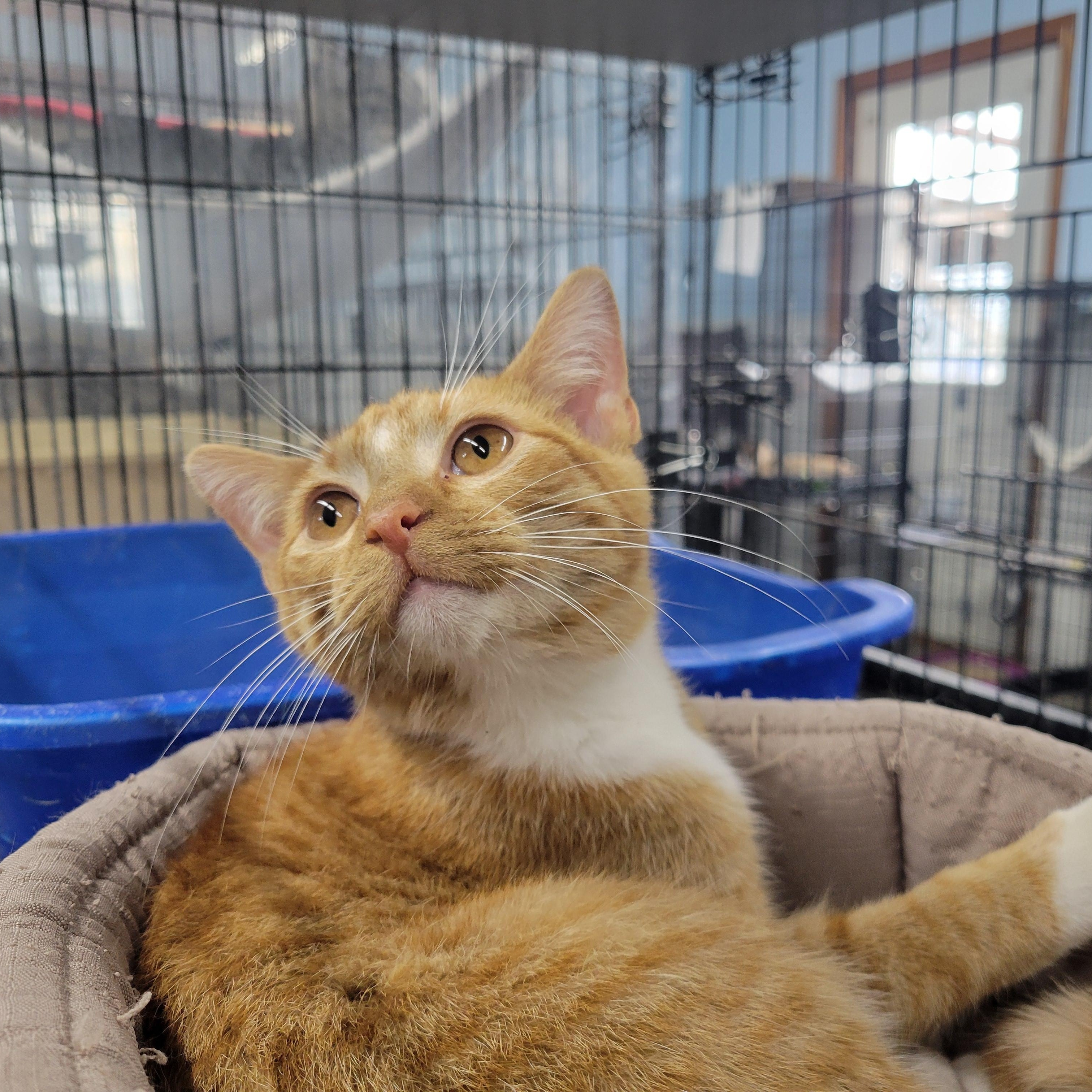 Sammy, a Adoptable Domestic Medium Hair in Clarinda, IA image 6/6