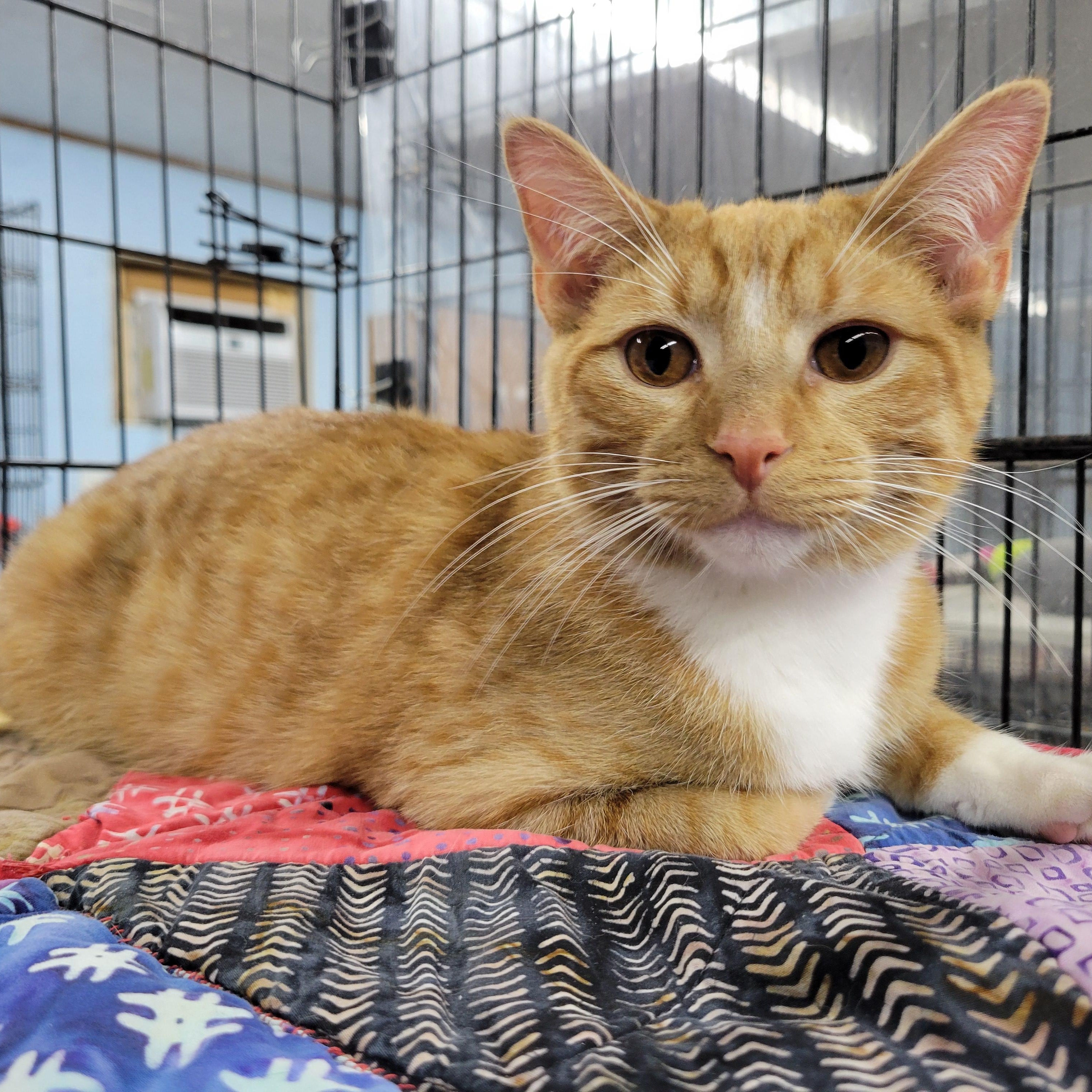 Sammy, a Adoptable Domestic Medium Hair in Clarinda, IA image 4/6