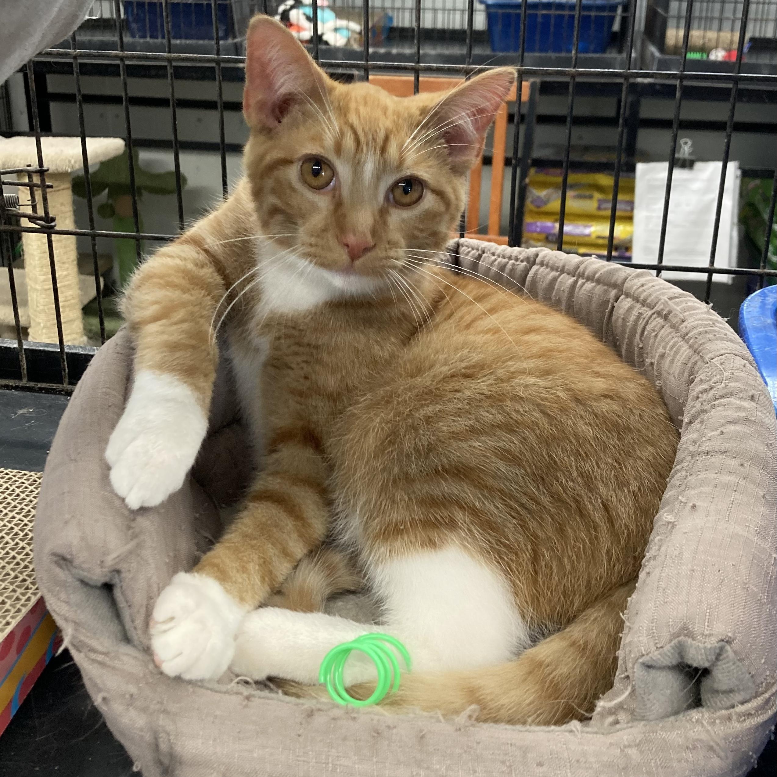 Sammy, Adoptable, Young Male Domestic Medium Hair.