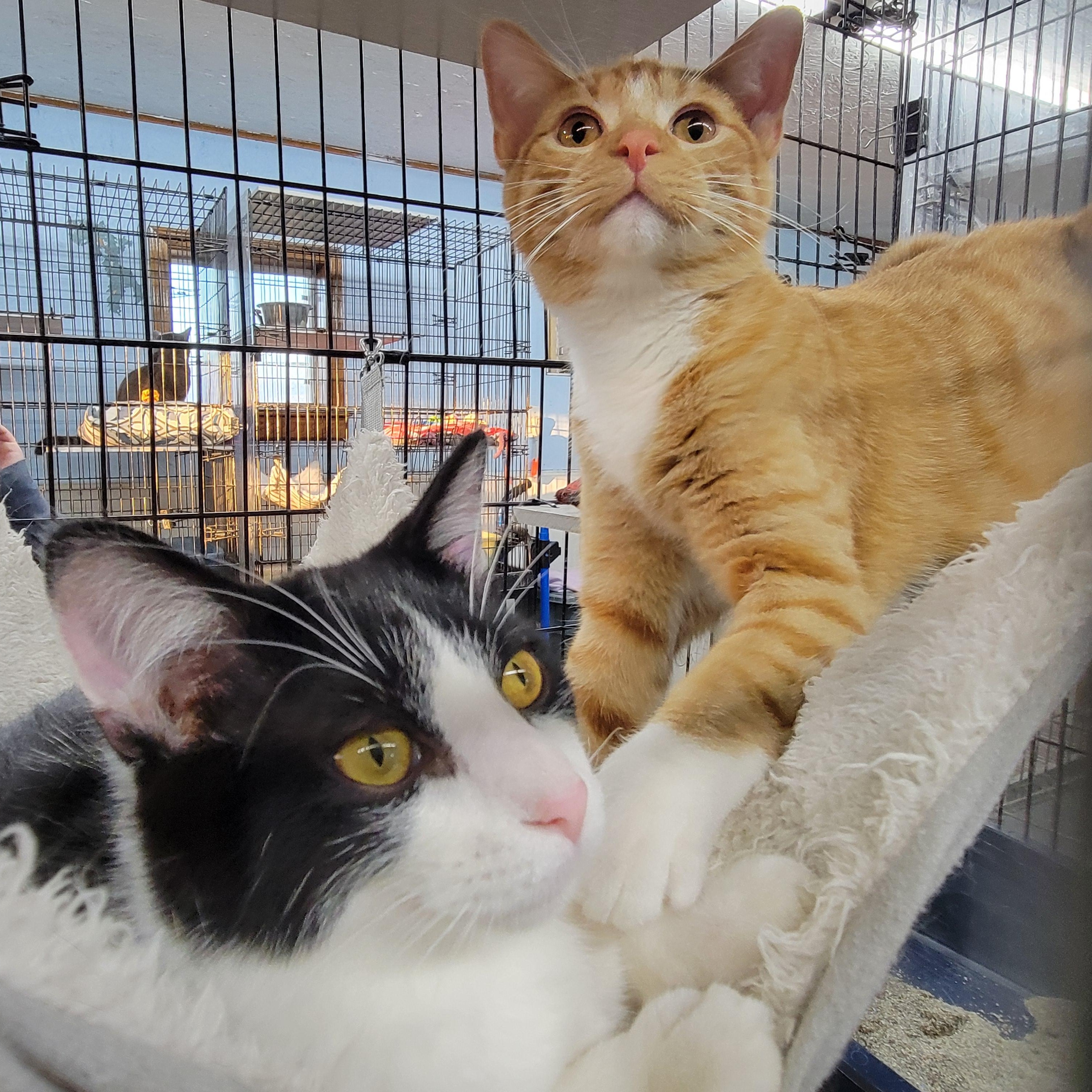 Sammy, a Adoptable Domestic Medium Hair in Clarinda, IA image 5/6