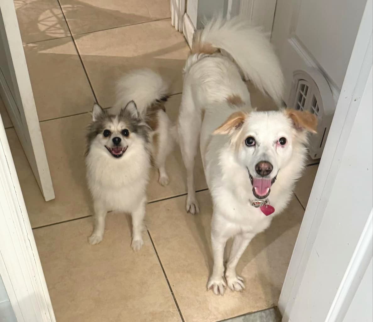 Enlarge Cloud, a Adoptable Spitz in North Miami Beach, FL image 3/5