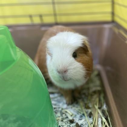 Enlarge Cosmic Brownie, a Adoptable mixed breed in East Montpelier, VT image 2/2